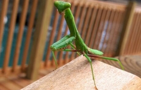 bug (1)