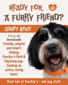 Adoptable – Kody (1)