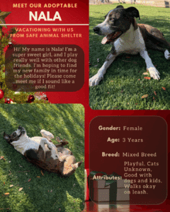 Adopt Flyer Template (8.5×11) (12)