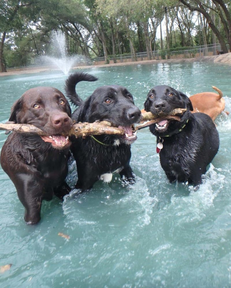 13086846_1128925473825027_7861699234514095373_o