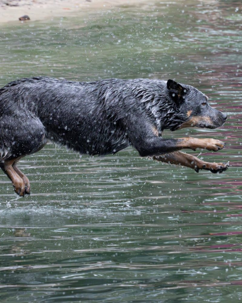 ozzie_3946-Enhanced-NR (1)