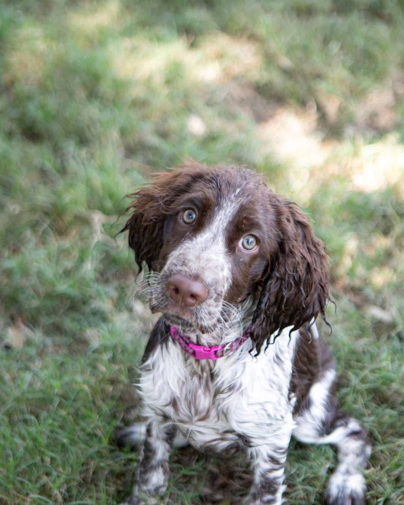 springer spaniel 1371-Enhanced-NR